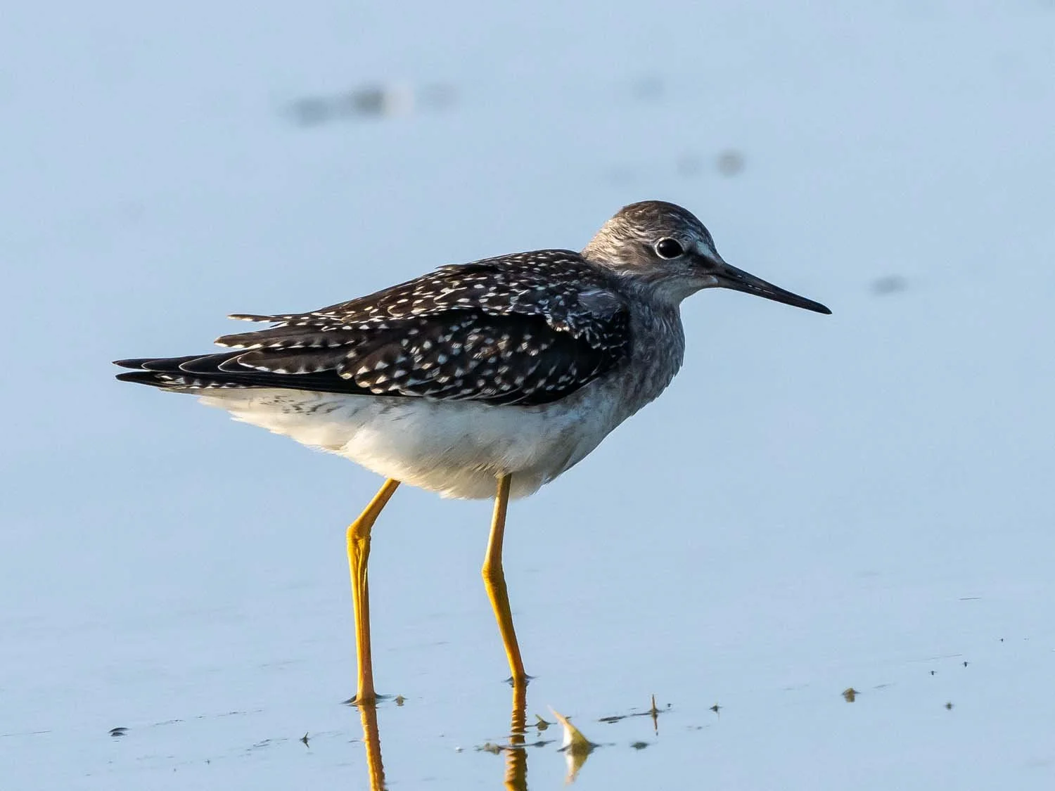 Special Appearances at JBWR: Birthday Birdies — Susan Kirby